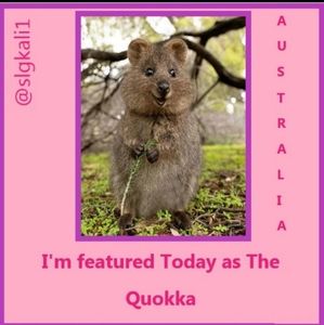 Featured Quokka 05/10